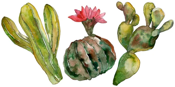 Fleurs botaniques florales de cactus vert. Feuille sauvage de printemps fleur sauvage isolée. Ensemble d'illustration de fond aquarelle. Aquarelle dessin mode aquarelle. Élément d'illustration de cactus isolés . — Photo de stock