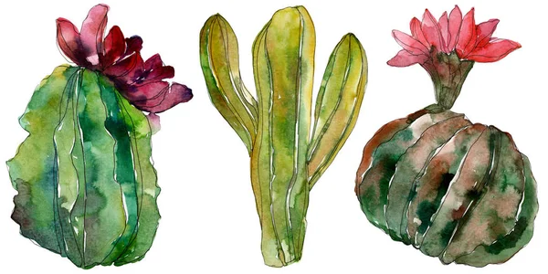 Flor botánica floral de cactus verde. Flor silvestre de hoja de primavera aislada. Conjunto de ilustración de fondo acuarela. Acuarela dibujo moda aquarelle. Elemento aislado de ilustración de cactus . - foto de stock