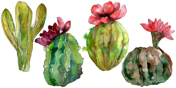 Fleurs botaniques florales de cactus vert. Feuille sauvage de printemps fleur sauvage isolée. Ensemble d'illustration de fond aquarelle. Aquarelle dessin mode aquarelle. Élément d'illustration de cactus isolés . — Photo de stock