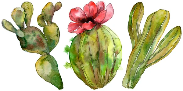 Fleurs botaniques florales de cactus vert. Feuille sauvage de printemps fleur sauvage isolée. Ensemble d'illustration de fond aquarelle. Aquarelle dessin mode aquarelle. Élément d'illustration de cactus isolés . — Photo de stock