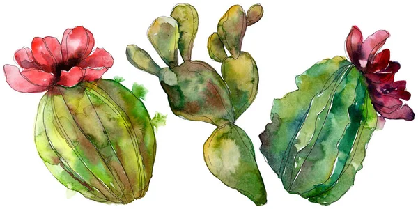 Flor botánica floral de cactus verde. Flor silvestre de hoja de primavera aislada. Conjunto de ilustración de fondo acuarela. Acuarela dibujo moda aquarelle. Elemento aislado de ilustración de cactus . - foto de stock