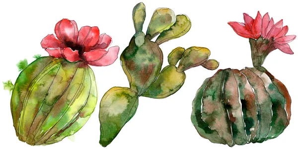 Fleurs botaniques florales de cactus vert. Feuille sauvage de printemps fleur sauvage isolée. Ensemble d'illustration de fond aquarelle. Aquarelle dessin mode aquarelle. Élément d'illustration de cactus isolés . — Photo de stock