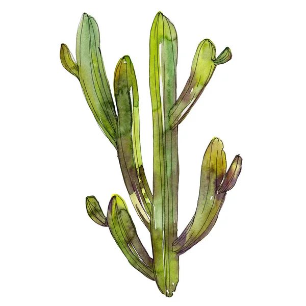 Cactus verts isolés sur blanc. Aquarelle fond illustration élément . — Photo de stock