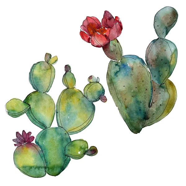 Cactus verts isolés sur blanc. Aquarelle fond illustration élément . — Photo de stock