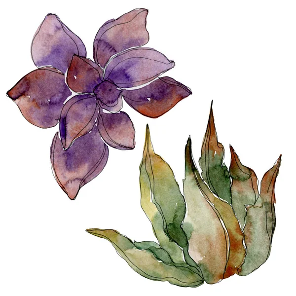 Succulents botaniques exotiques hawaïens tropicaux. Ensemble d'illustration de fond aquarelle. Eléments d'illustration succulents isolés . — Photo de stock