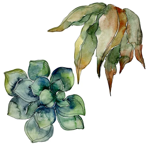 Succulents botaniques exotiques hawaïens tropicaux. Ensemble d'illustration de fond aquarelle. Eléments d'illustration succulents isolés . — Photo de stock