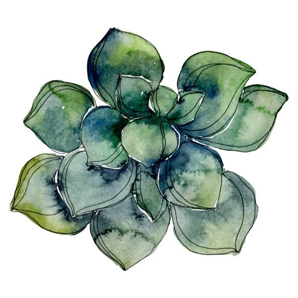 Exótico tropical havaiano botânico suculento. ilustração fundo aquarela. Isolado elemento ilustrativo suculento . — Fotografia de Stock