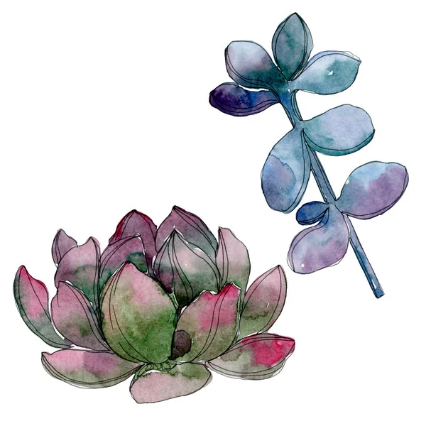 Succulento fiore botanico floreale. Fiore selvatico primaverile isolato. Acquerello sfondo illustrazione set. Acquerello disegno moda acquerello. Elemento illustrativo succulento isolato . — Foto stock