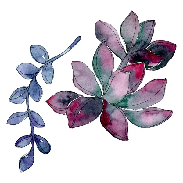 Flor botânica floral suculenta. Folha selvagem primavera wildflower isolado. Conjunto de ilustração de fundo aquarela. Aquarelle desenho aquarelle moda. Isolado elemento ilustrativo suculento . — Fotografia de Stock