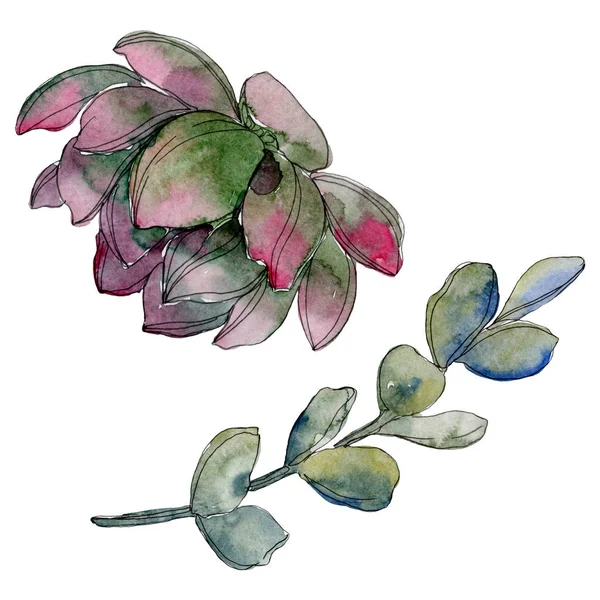 Fleur botanique florale succulente. Feuille sauvage de printemps fleur sauvage isolée. Ensemble d'illustration de fond aquarelle. Aquarelle dessin mode aquarelle. Elément d'illustration succulent isolé . — Photo de stock