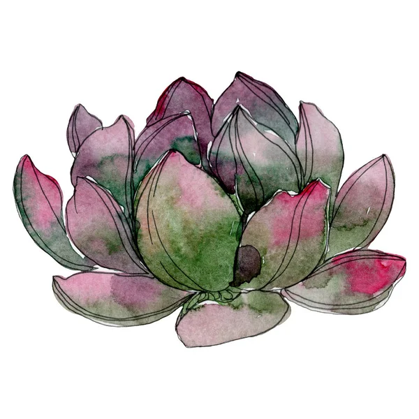 Flor botânica floral suculenta. Folha selvagem primavera wildflower isolado. Conjunto de ilustração de fundo aquarela. Aquarelle desenho aquarelle moda. Isolado elemento ilustrativo suculento . — Fotografia de Stock