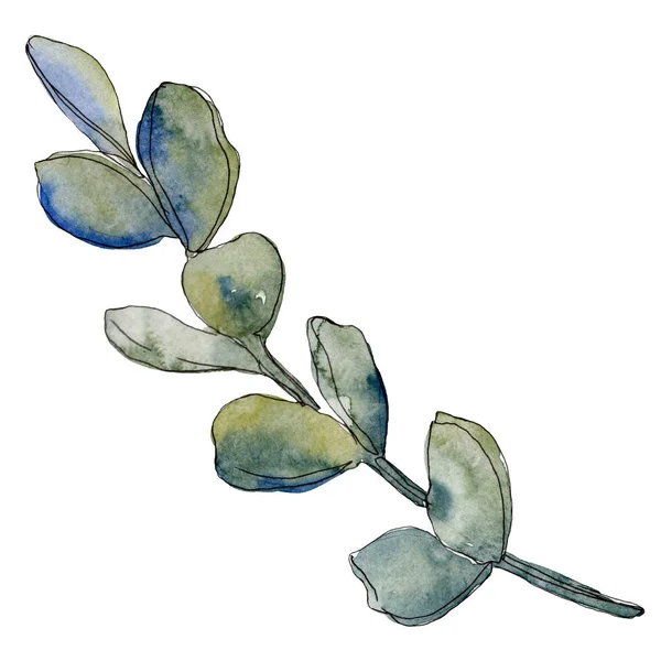 Succulent floral botanical flower. Wild spring leaf wildflower isolated. Watercolor background illustration set. Watercolour drawing fashion aquarelle. Isolated succulent illustration element. — Stock Photo