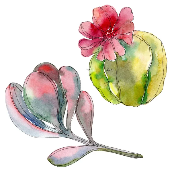 Succulent botanical plants. Watercolor background illustration set. Isolated succulents illustration elements. — Stock Photo