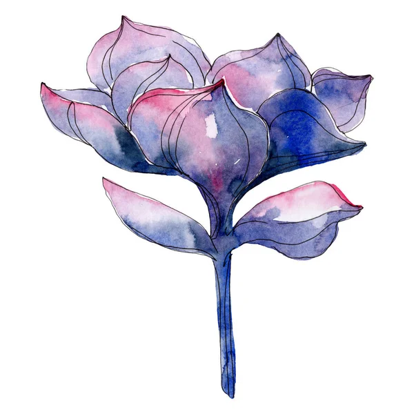 Succulento fiore botanico. Illustrazione acquerello sfondo. Elemento illustrativo succulento isolato . — Foto stock
