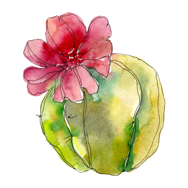Fleur botanique succulente. Illustration de fond aquarelle. Elément d'illustration succulent isolé . — Photo de stock