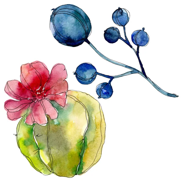Plantes botaniques succulentes. Ensemble d'illustration de fond aquarelle. Eléments d'illustration succulents isolés . — Photo de stock
