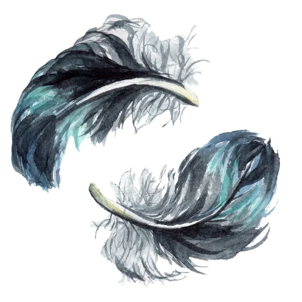 Plumes d'oiseaux bleues et noires des ailes isolées. Ensemble d'illustration de fond aquarelle. Plumes isolées éléments d'illustration . — Photo de stock