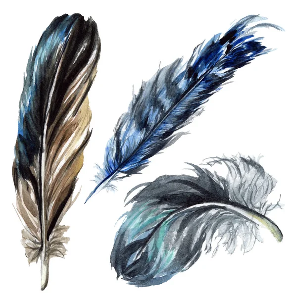 Penas de pássaro azul e preto de asa isolada. Conjunto de ilustração de fundo aquarela. Penas isoladas elementos de ilustração . — Fotografia de Stock
