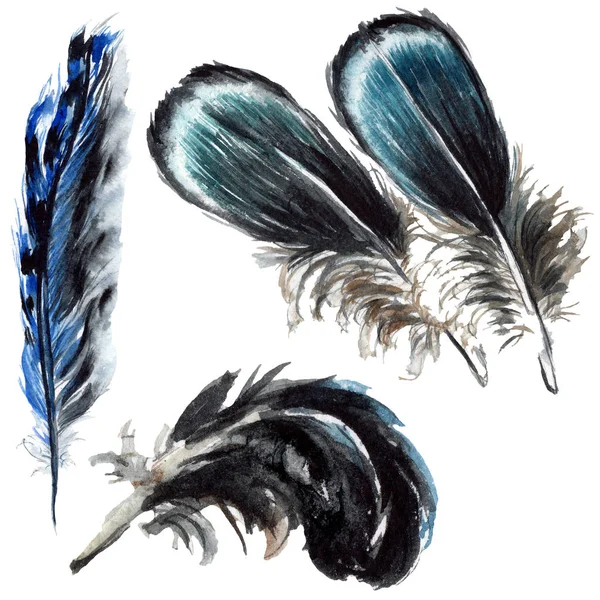 Синие и черные птичьи перья из изолированного крыла. Набор акварельных фонов. Изолированные элементы рисунка перьев . — стоковое фото