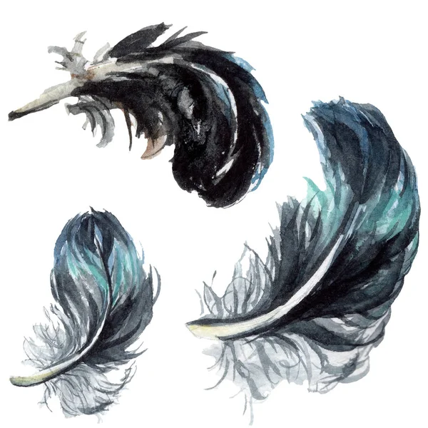Blue and black bird feathers from wing isolated. Watercolor background illustration set. Isolated feathers illustration elements. — Stock Photo