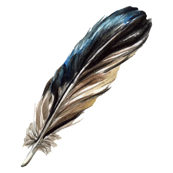 Blueand black bird feather from wing isolated. Watercolor background illustration. Isolated feather illustration element. — Stock Photo