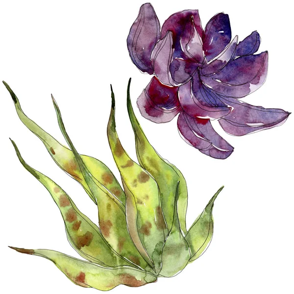 Succulents tropicaux exotiques. Ensemble d'illustration de fond aquarelle. Eléments d'illustration succulents isolés . — Photo de stock