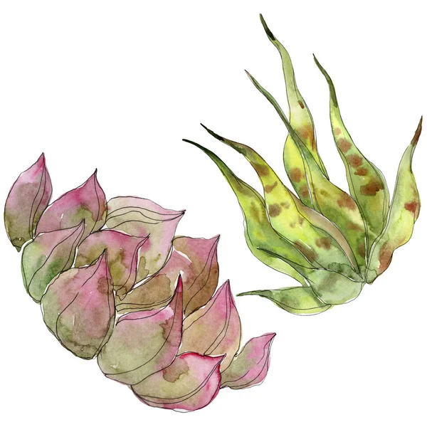 Succulents tropicaux exotiques. Ensemble d'illustration de fond aquarelle. Eléments d'illustration succulents isolés . — Photo de stock