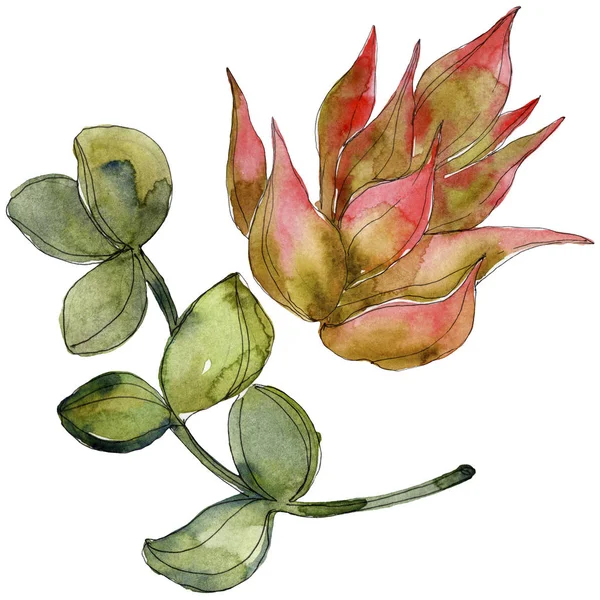 Succulents tropicaux exotiques. Ensemble d'illustration de fond aquarelle. Eléments d'illustration succulents isolés . — Photo de stock