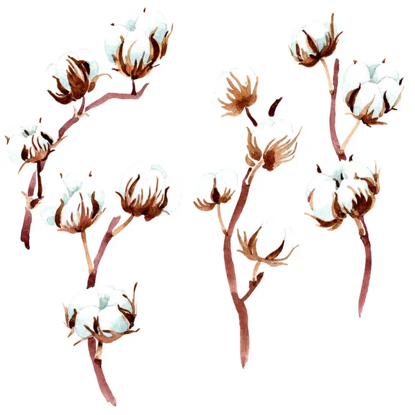 Cotton botanical flower. Watercolor background illustration. Isolated cotton illustration elements. — Stock Photo