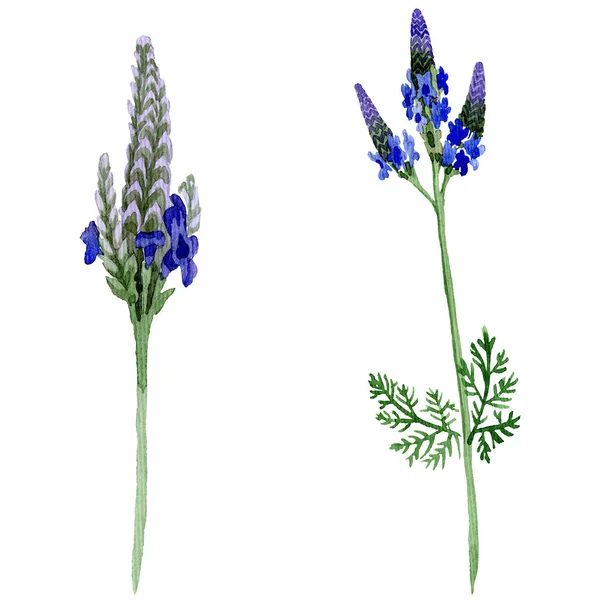 Ботанический цветок сине-фиолетовой лаванды. Дикий весенний цветок изолирован. Акварельный набор фона. Акварель для рисования акварелью. Изолированный элемент иллюстрации лаванды . — стоковое фото