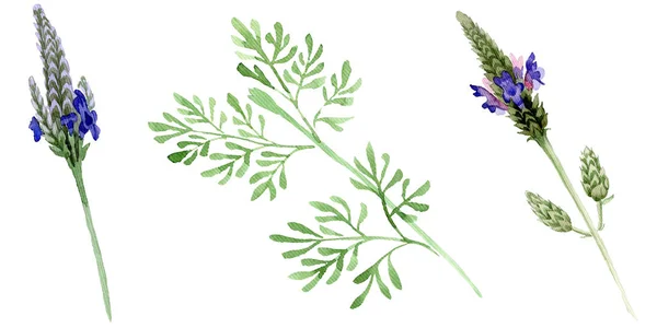 Fleur botanique florale violette bleue lavande. Feuille sauvage de printemps fleur sauvage isolée. Ensemble de fond aquarelle. Aquarelle dessin mode aquarelle. Elément d'illustration lavandula isolé . — Photo de stock