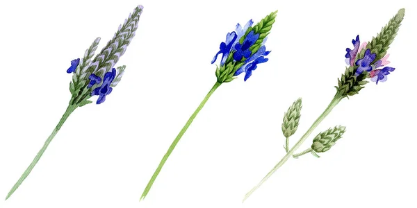 Fleur botanique florale violette bleue lavande. Feuille sauvage de printemps fleur sauvage isolée. Ensemble de fond aquarelle. Aquarelle dessin mode aquarelle. Elément d'illustration lavandula isolé . — Photo de stock