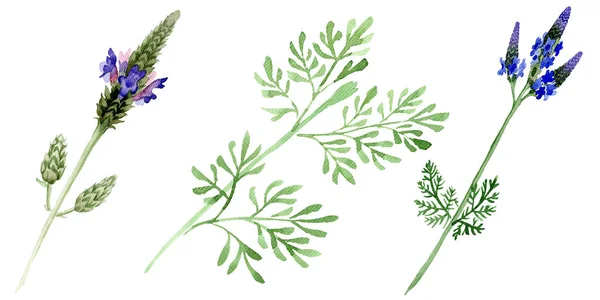 Fleur botanique florale violette bleue lavande. Feuille sauvage de printemps fleur sauvage isolée. Ensemble de fond aquarelle. Aquarelle dessin mode aquarelle. Elément d'illustration lavandula isolé . — Photo de stock