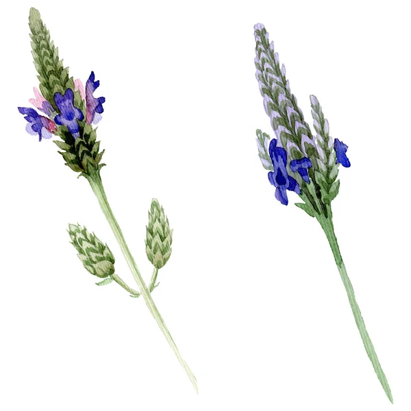 Flor botánica floral de lavanda violeta azul. Flor silvestre de hoja de primavera aislada. Conjunto de fondo acuarela. Acuarela dibujo moda aquarelle. Elemento ilustrativo aislado de lavandula . - foto de stock