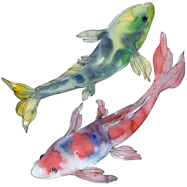 Spotted aquatic underwater colorful tropical fish set. Red sea and exotic fishes inside. Watercolor background set. Watercolour drawing fashion aquarelle. Isolated fish illustration element. — Stock Photo