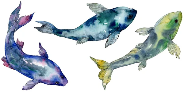 Spotted aquatic underwater colorful tropical fish set. Red sea and exotic fishes inside. Watercolor background set. Watercolour drawing fashion aquarelle. Isolated fish illustration element. — Stock Photo