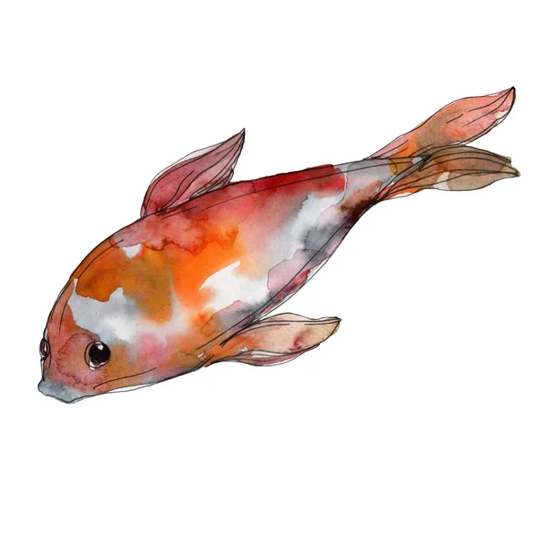 Aquatic underwater colorful tropical fish set. Red sea and exotic fishes inside: Goldfish. Watercolor background set. Watercolour drawing fashion aquarelle. Isolated goldfish illustration element. — Stock Photo