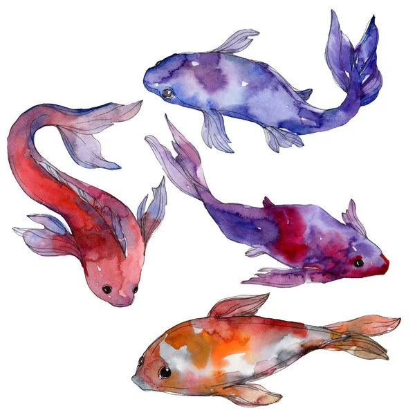 Conjunto de peixes tropicais aquáticos subaquáticos coloridos. Mar vermelho e peixes exóticos dentro: Goldfish. Conjunto de fundo aquarela. Aquarelle desenho aquarelle moda. Isolado elemento ilustração peixinho dourado . — Fotografia de Stock