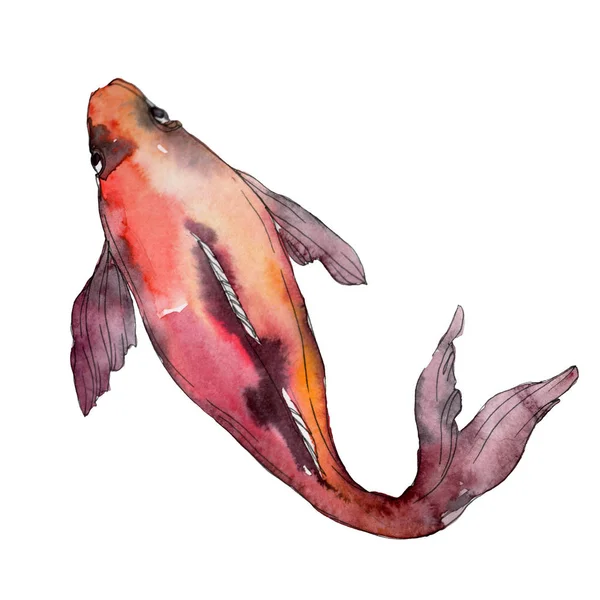 Aquatic underwater colorful tropical fish set. Red sea and exotic fishes inside: Goldfish. Watercolor background set. Watercolour drawing fashion aquarelle. Isolated goldfish illustration element. — Stock Photo
