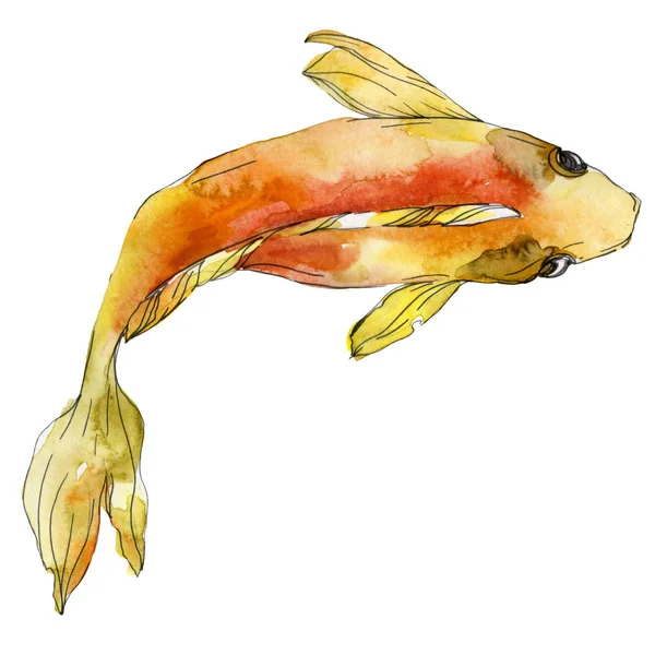 Aquatic underwater colorful tropical fish set. Red sea and exotic fishes inside: Goldfish. Watercolor background set. Watercolour drawing fashion aquarelle. Isolated goldfish illustration element. — Stock Photo
