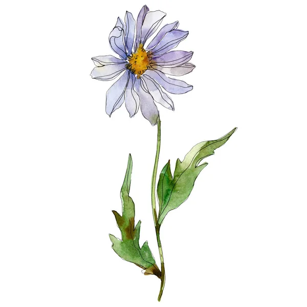 Daisy with green leaves watercolor illustration isolated on white — Stock Photo