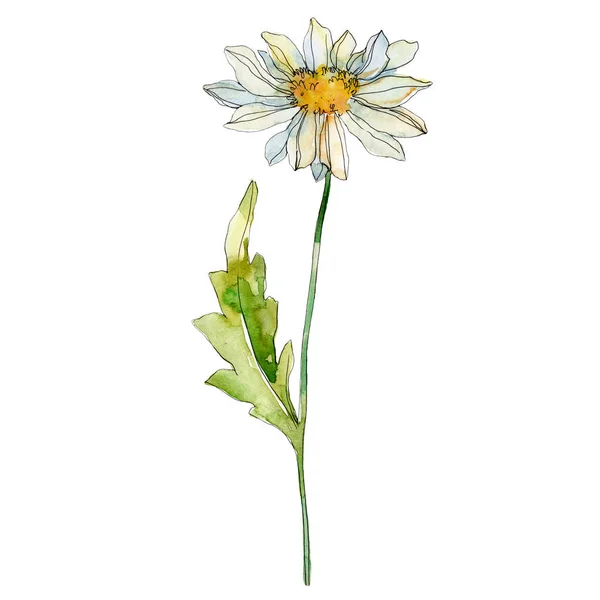 Gänseblümchen mit grünen Blättern Aquarell-Illustration isoliert auf weiß — Stockfoto