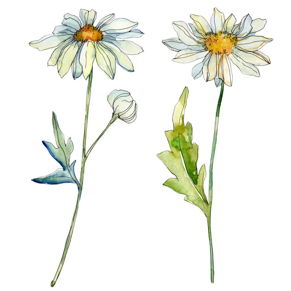 Daisies with green leaves watercolor illustration isolated on white — Stock Photo