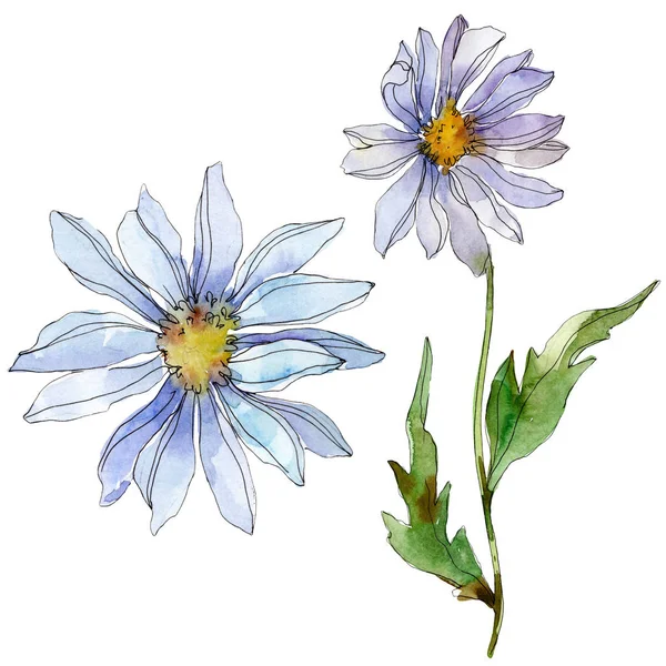 Daisies with green leaves watercolor illustration isolated on white — Stock Photo