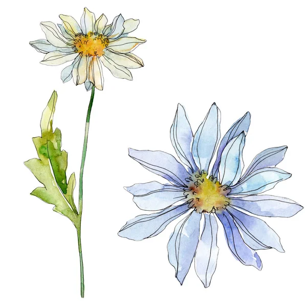 Daisies with green leaves watercolor illustration isolated on white — Stock Photo