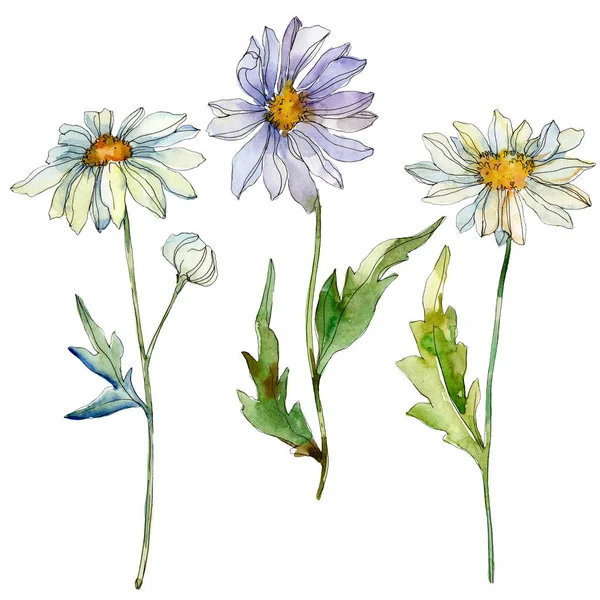 Daisies with green leaves watercolor illustration isolated on white — Stock Photo