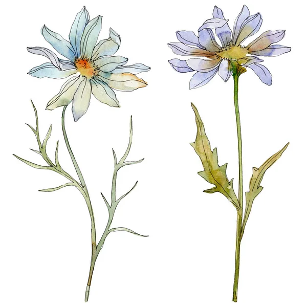 Camomilles et marguerites avec des feuilles vertes aquarelle illustration isolée sur blanc — Photo de stock