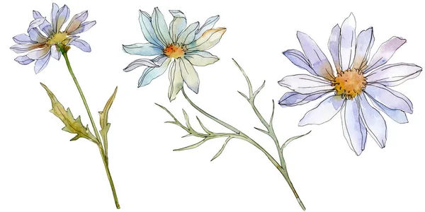 Chamomiles and daisies with green leaves watercolor illustration isolated on white — Stock Photo