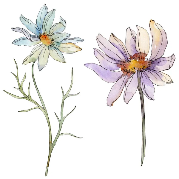 Camomilles et marguerites avec des feuilles vertes aquarelle illustration isolée sur blanc — Photo de stock