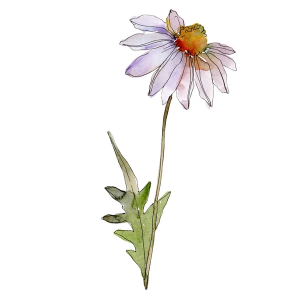 Daisy with green leaves watercolor illustration isolated on white — Stock Photo